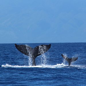 Photo Baleines