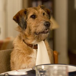Photo Absolutely Anything