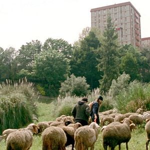 Photo Les mille et une nuits - Le Désolé