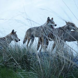 Photo Le Dernier Loup