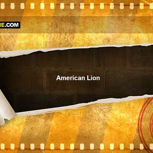 Photo American Lion