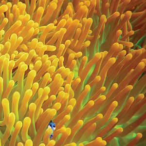 Photo Le Monde de Dory