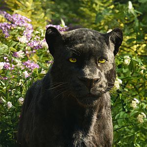 Photo Le Livre de la jungle