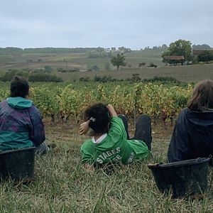 Photo Vendanges