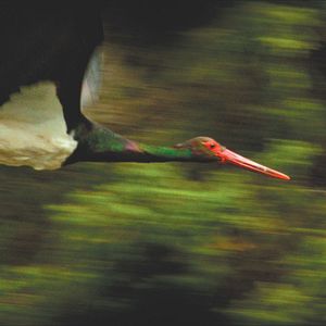 Photo O Ornitólogo