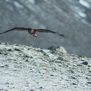 Photo La jeune fille et son aigle