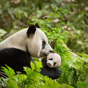 Photo Nés en Chine
