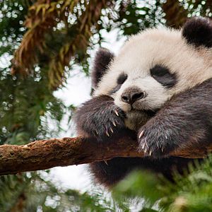 Photo Nés en Chine