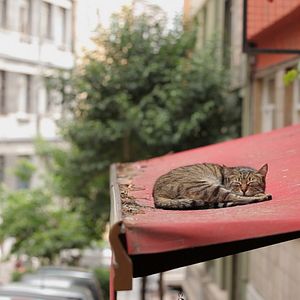Photo Kedi - Des chats et des hommes