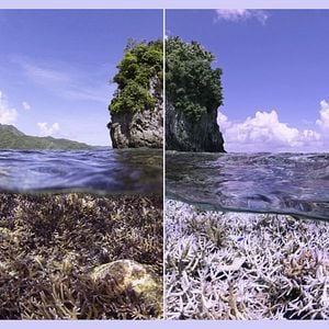 Photo Chasing Coral