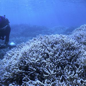 Photo Chasing Coral