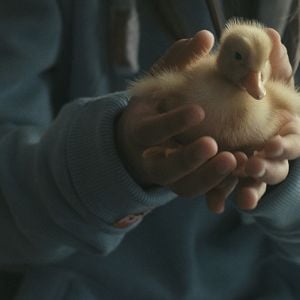Photo Les Oiseaux De Passage