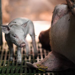 Photo La Fin de la viande