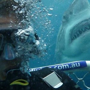 Photo Open Water 3 : Les abîmes de la terreur