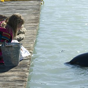Photo Sauvez Willy 4 - Le repaire des pirates