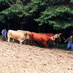 Photo Toi ! L'Auvergnat... dernier paysan