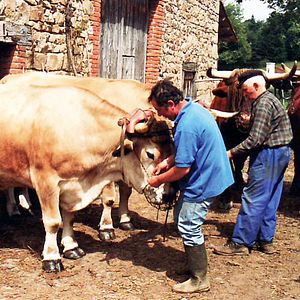 Photo Toi ! L'Auvergnat... dernier paysan