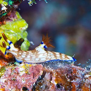 Photo Wonders of the Sea 3D
