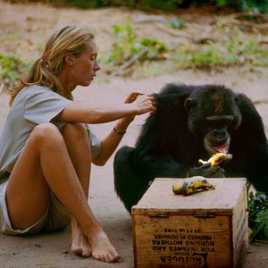 Photo Jane Goodall