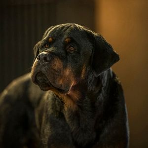 Photo Le Dog Show