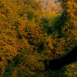 Photo Journal d'un disparu