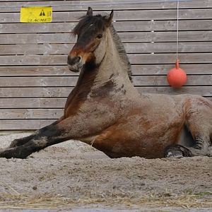 Photo Grande-Synthe
