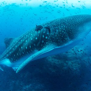 Photo Océans : Notre planète bleue