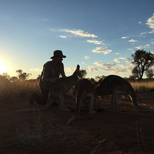 Photo Kangaroo – A Love-Hate Story