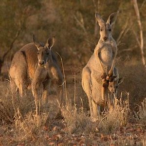 Photo Kangaroo – A Love-Hate Story