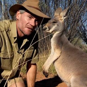 Photo Kangaroo – A Love-Hate Story