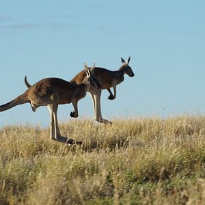 Photo Kangaroo – A Love-Hate Story