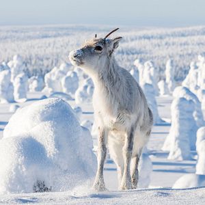 Photo Aïlo : une odyssée en Laponie