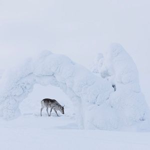 Photo Aïlo : une odyssée en Laponie