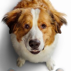 Photo Mes autres vies de chien