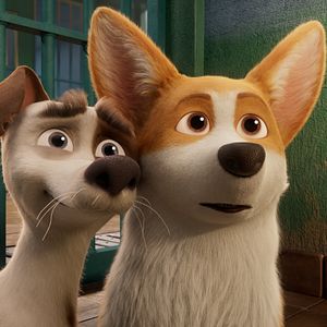 Photo Royal Corgi
