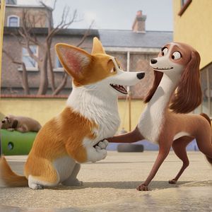 Photo Royal Corgi