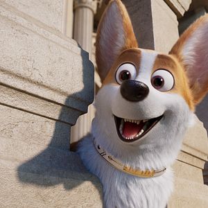 Photo Royal Corgi