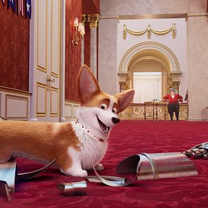 Photo Royal Corgi