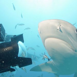 Photo Sharkwater Extinction