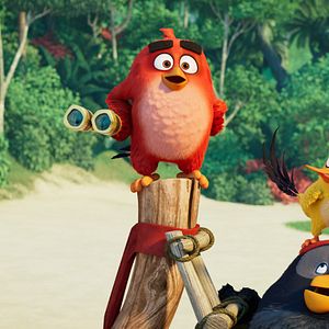 Photo Angry Birds : Copains comme cochons