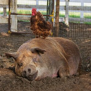 Photo Tout est possible (The biggest little farm)