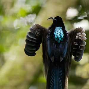 Photo Dancing With The Birds