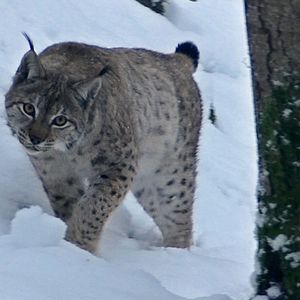 Photo Marche avec les loups