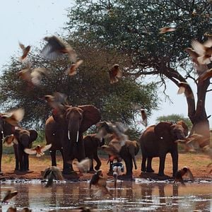 Photo The Elephant Queen