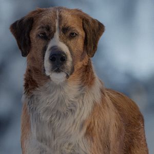 Photo L'Appel de la forêt