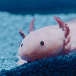 Photo Poissonsexe