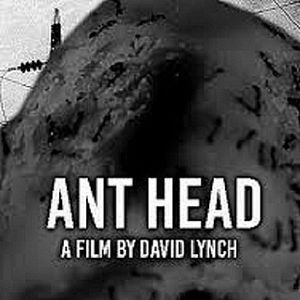 Photo Ant Head