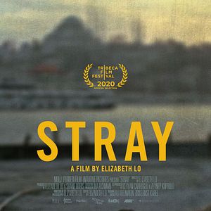 Photo Stray