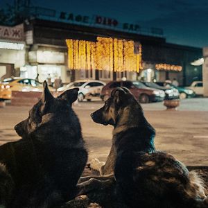 Photo Space Dogs