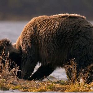 Photo Alaska, Survie avec les ours